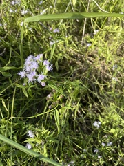 Chromolaena odorata