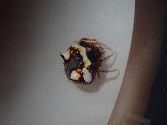 Poecilopachys australasia