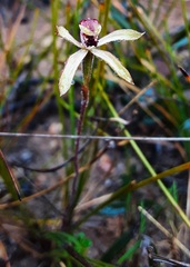 Caladenia transitoria