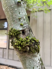 Orthotrichaceae