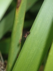 Steganopsis melanogaster
