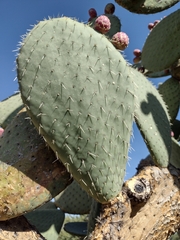 Opuntia durangensis