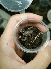 Scorpiops tongtongi
