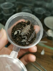 Scorpiops tongtongi