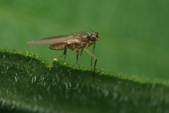 Lonchoptera bifurcata