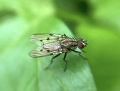 Anthomyia punctipennis