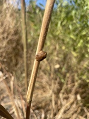 Sphyrocoris obliquus