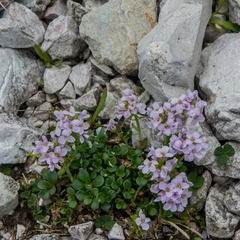 Noccaea rotundifolia