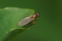 Lonchoptera bifurcata