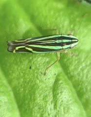 Sibovia sagata