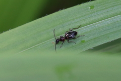 Anthelephila pedestris