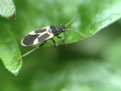 Ochrimnus cinctipennis