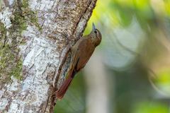 Glyphorynchus spirurus