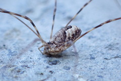 Leptobunus parvulus