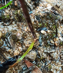 Caladenia transitoria