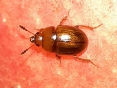 Leiodidae