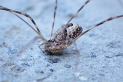 Leptobunus parvulus
