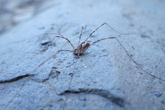 Leptobunus parvulus