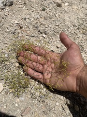 Chorizanthe brevicornu