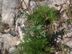 Valeriana sitchensis