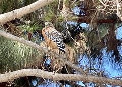 Buteo lineatus elegans