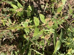 Euphorbia ophthalmica