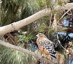 Buteo lineatus elegans