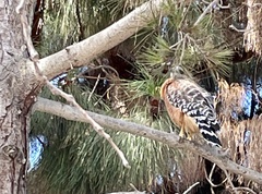 Buteo lineatus elegans