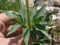 Valeriana sitchensis