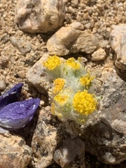 Eriophyllum pringlei