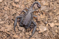 Scorpiops zhangshuyuani