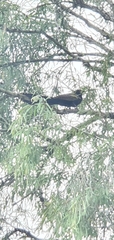 Centropus phasianinus