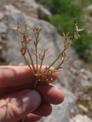 Valeriana sitchensis