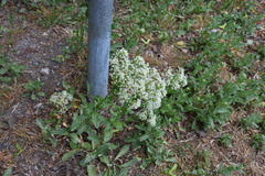 Lepidium draba