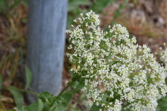 Lepidium draba