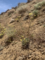Eriogonum nudum westonii