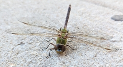 Anax junius