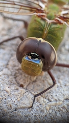 Anax junius