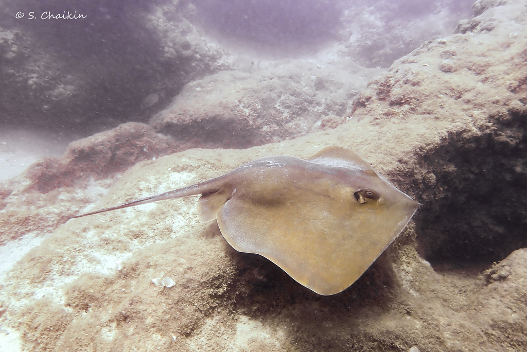 Common stingray over a rocky seabed in shallow water, long thin tail trailing behind