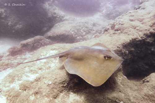 Photo of Common Stingray (Dasyatis pastinaca)