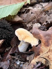 Hydnum umbilicatum