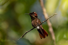 Chrysolampis mosquitus