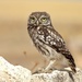 Little Owl - Photo (c) Javisa Hun, some rights reserved (CC BY-NC), uploaded by Javisa Hun
