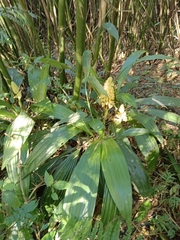 Calanthe speciosa