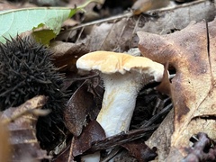 Hydnum umbilicatum