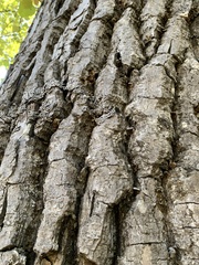 Physconia americana