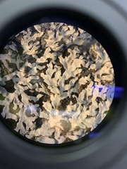 Physconia americana