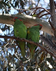 Glossopsitta concinna