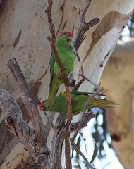 Glossopsitta concinna