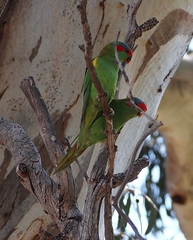 Glossopsitta concinna